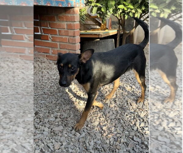 Medium Photo #4 Miniature Pinscher-Unknown Mix Puppy For Sale in San Diego, CA, USA