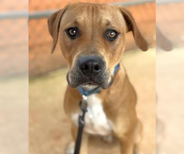 Medium Photo #1 Black Mouth Cur-Unknown Mix Puppy For Sale in Tallahassee, FL, USA