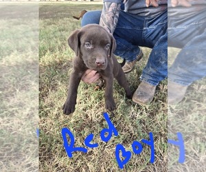 Labrador Retriever Puppy for sale in COLCORD, OK, USA