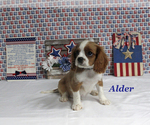 Small #14 Cavalier King Charles Spaniel