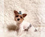 Small Photo #1 Yorkshire Terrier Puppy For Sale in REDLANDS, CA, USA