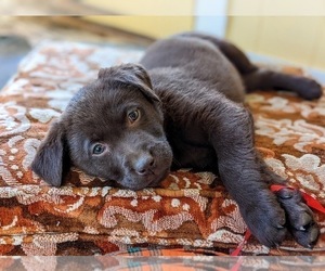 Labrador Retriever Puppy for sale in BRIDGETON, PA, USA