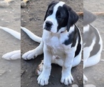 Puppy Goliath Cane Corso-Saint Bernard Mix