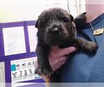 Small German Shepherd Dog Mix