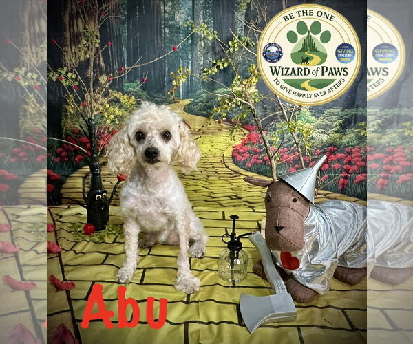 Medium Photo #4 Poodle (Miniature) Puppy For Sale in Arcadia, FL, USA