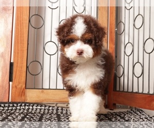 Medium Aussie-Poo