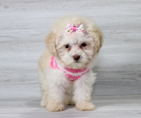 Medium Photo #8 Maltipoo Puppy For Sale in LAS VEGAS, NV, USA