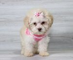 Small Photo #8 Maltipoo Puppy For Sale in LAS VEGAS, NV, USA