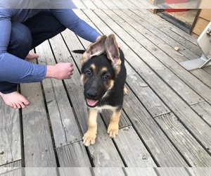 German Shepherd Dog Puppy for sale in FORT LUPTON, CO, USA