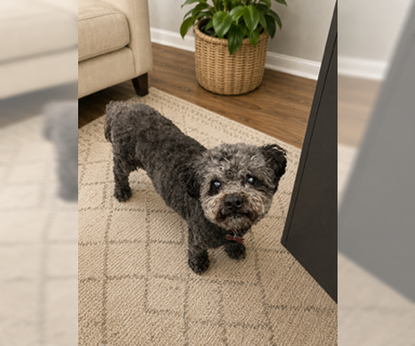 Medium Photo #6 Poodle (Miniature) Puppy For Sale in San Diego, CA, USA