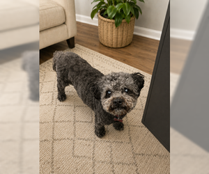 Charlie - Male Poodle (Miniature) Dog for Adoption - Photo #2