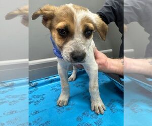 Mutt Dogs for adoption in Calgary, Alberta, Canada