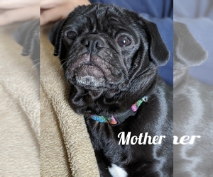 Mother of the Pug puppies born on 08/13/2021