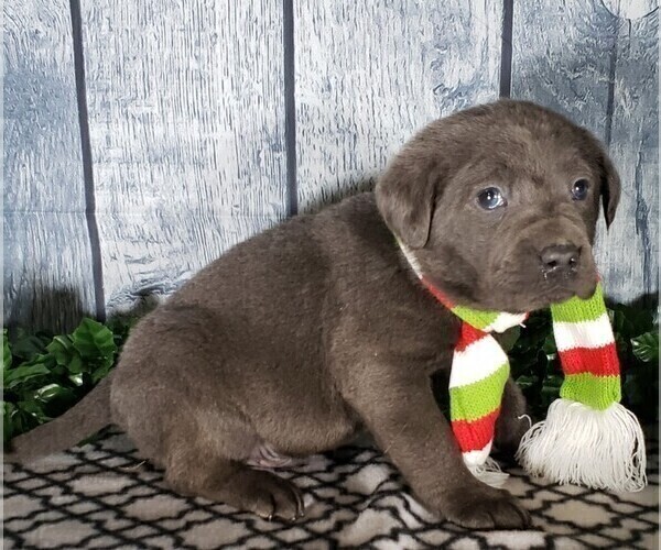 Medium Photo #3 Labrador Retriever Puppy For Sale in GRABILL, IN, USA