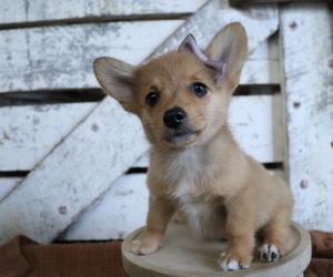 Pembroke Welsh Corgi-Pomeranian Mix Puppy for sale in HONEY BROOK, PA, USA
