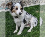 Small Photo #1 Miniature Australian Shepherd Puppy For Sale in CLIFTON, CO, USA