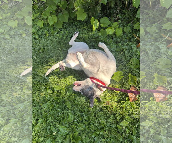 Medium Photo #2 Labrador Retriever-Pug Mix Puppy For Sale in Rockaway, NJ, USA