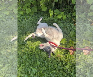 Brandi Barnwell - Female Labrador Retriever-Pug Mix Dog for Adoption - Photo #2