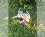 Small #1 Labrador Retriever-Pug Mix
