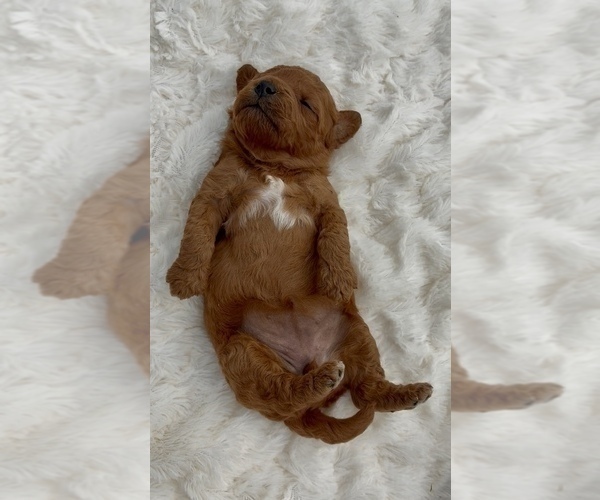Medium Photo #8 Goldendoodle mix (+ Poodle Miniature) Puppy For Sale in RANDOLPH, WI, USA