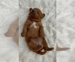 Small Photo #8 Goldendoodle mix (+ Poodle Miniature) Puppy For Sale in RANDOLPH, WI, USA