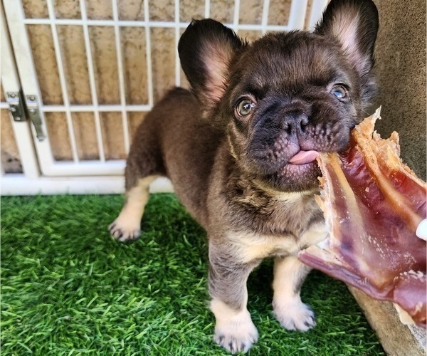Medium Photo #6 French Bulldog Puppy For Sale in LAS VEGAS, NV, USA