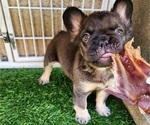Small #5 French Bulldog