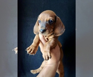 Dachshund Puppy for sale in PHOENIX, AZ, USA