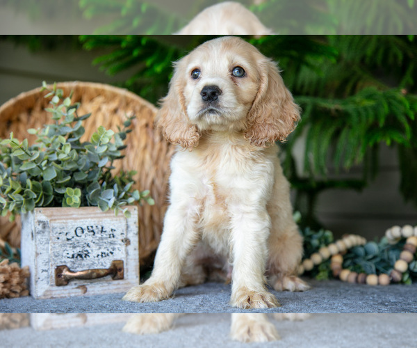 Medium Photo #8 Cocker Spaniel Puppy For Sale in SEAMAN, OH, USA