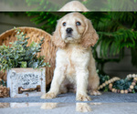 Puppy Pudge Cocker Spaniel