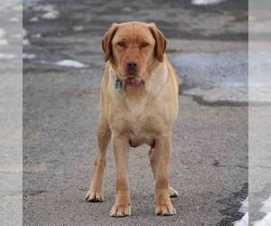 Mother of the Labrador Retriever puppies born on 01/28/2022