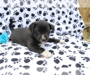 Australian Shepherd-Unknown Mix Puppy for sale in SHILOH, OH, USA