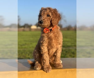 Poodle (Standard) Puppy for sale in MODESTO, CA, USA