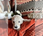 Small Photo #3 Poodle (Standard) Puppy For Sale in PLYMOUTH, IN, USA