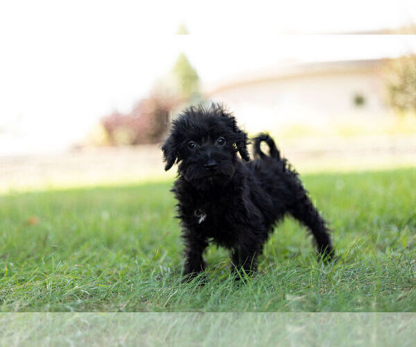 Medium Photo #11 Schnoodle (Miniature) Puppy For Sale in WARSAW, IN, USA