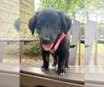 Small Photo #41 Gollie Puppy For Sale in SANTA ROSA BEACH, FL, USA