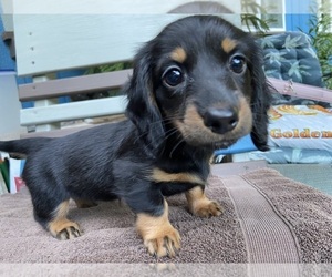 Dachshund Puppy for sale in ESTACADA, OR, USA