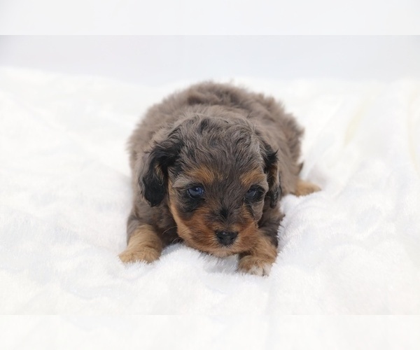 Medium Photo #50 Cockapoo Puppy For Sale in RIPLEY, TN, USA