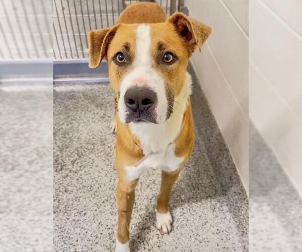 Medium Photo #2 Labrador Retriever-Unknown Mix Puppy For Sale in Houston, TX, USA