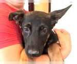 Small #10 German Shepherd Dog Mix