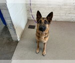 Small German Shepherd Dog