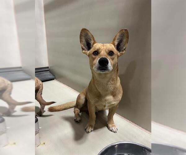 Medium Photo #1 Dachshund-Unknown Mix Puppy For Sale in Bakersfield, CA, USA