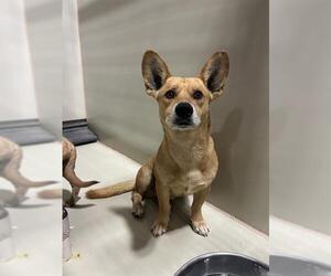 Dachshund-Unknown Mix Dogs for adoption in Bakersfield, CA, USA