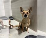 Small Dachshund Mix