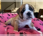 Small Photo #6 Bulldog Puppy For Sale in BELTON, MO, USA