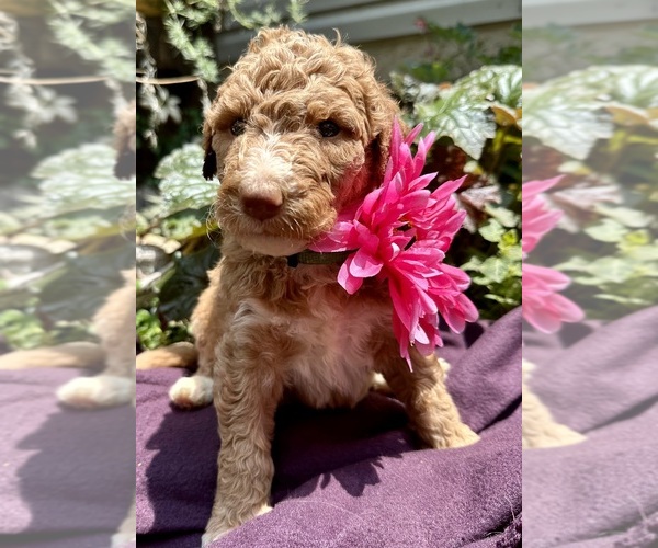 Medium Photo #7 Goldendoodle-Poodle (Standard) Mix Puppy For Sale in LEICESTER, NC, USA