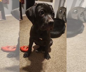 Cane Corso Puppy for Sale in TOPEKA, Kansas USA