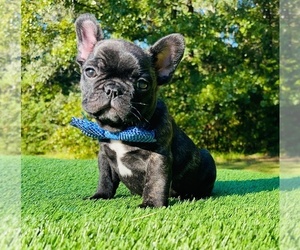 French Bulldog Puppy for sale in LOCUST GROVE, GA, USA