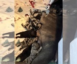 Small Photo #18 French Bulldog Puppy For Sale in OCALA, FL, USA