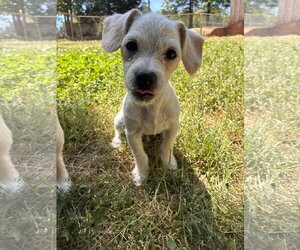 Chihuahua-Unknown Mix Dogs for adoption in Pacolet, SC, USA